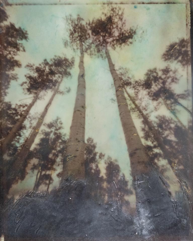 Wendy Roussin's "Untitled FL (b)" was juried into the international exhibition: The Montgomery Photo Festival 2026.